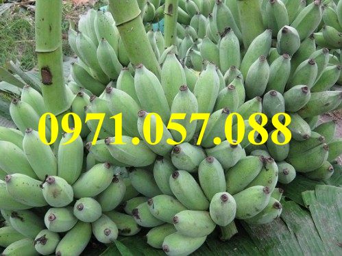 Cây giống chuối tây thái